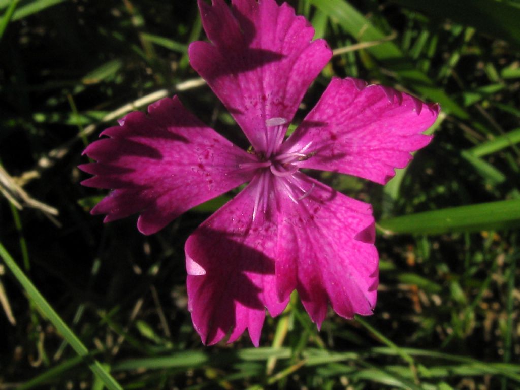 Dianthus seguieri? S�